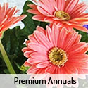 Premium Annuals