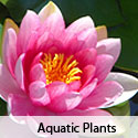 Aquatic Plants