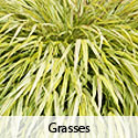 Grasses
