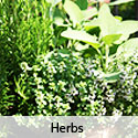 Herbs