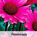 Perennials
