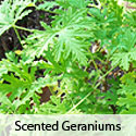 Scented Geraniums