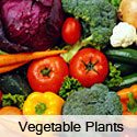 Vegetable Plants